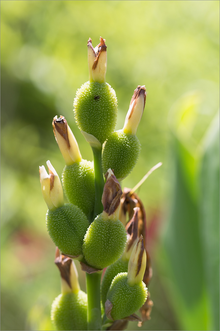 Image of genus Canna specimen.