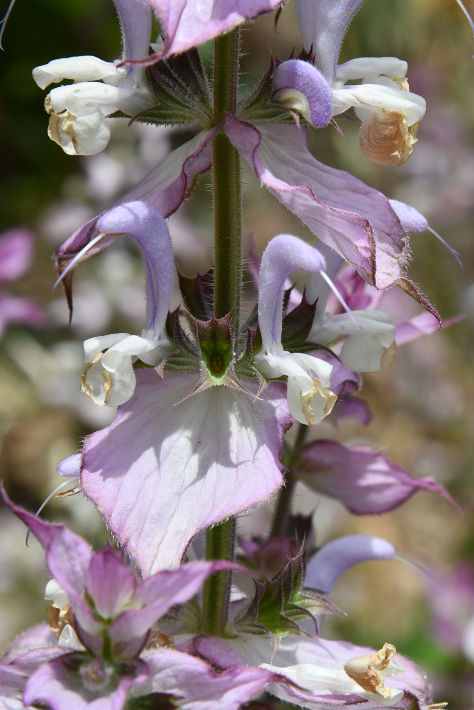 Image of Salvia sclarea specimen.