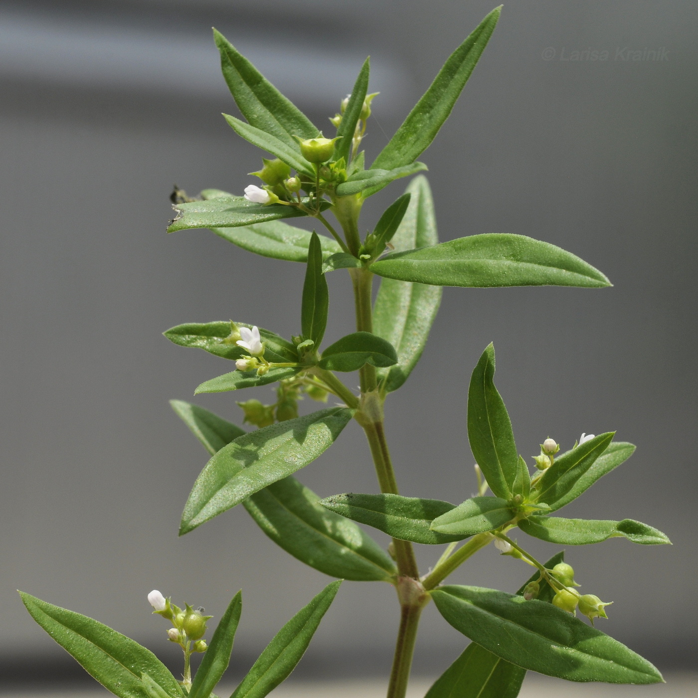 Image of genus Oldenlandia specimen.