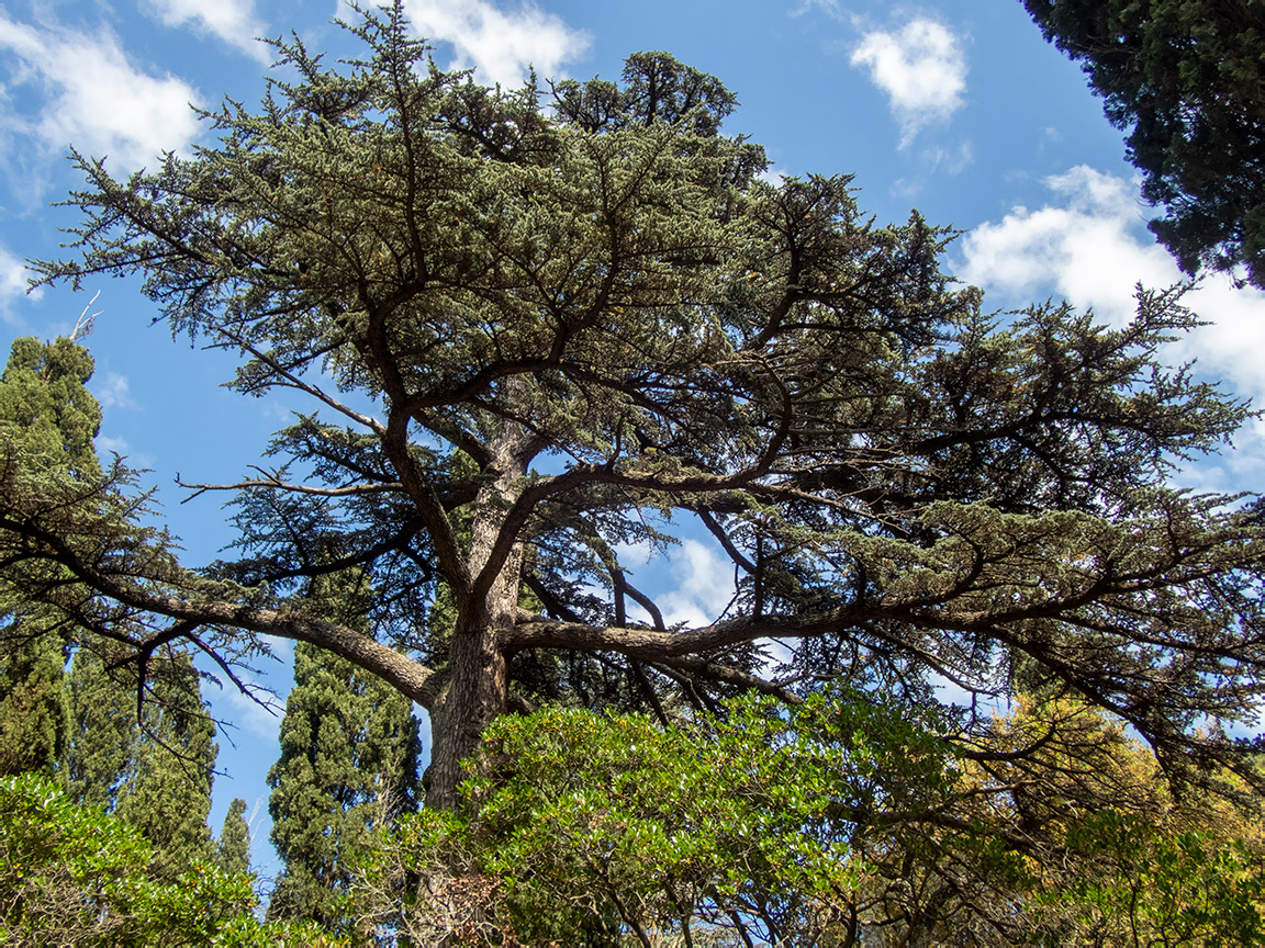 Image of Cedrus libani specimen.