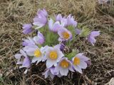 Pulsatilla multifida