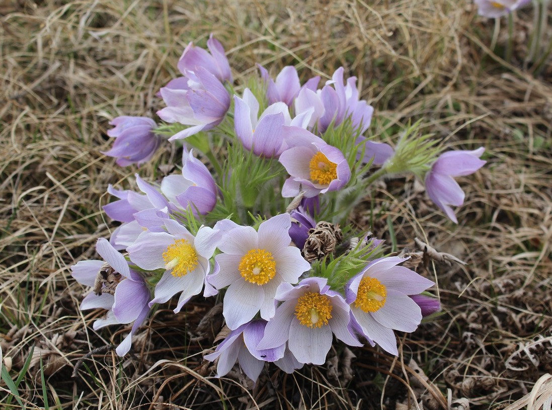 Изображение особи Pulsatilla multifida.