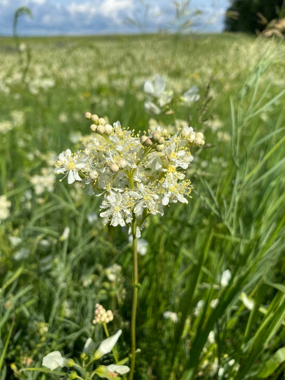 Изображение особи Filipendula vulgaris.