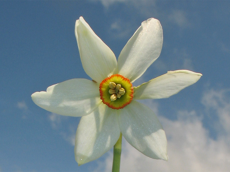 Image of Narcissus angustifolius specimen.