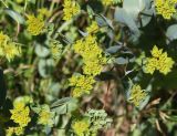 Bupleurum rotundifolium