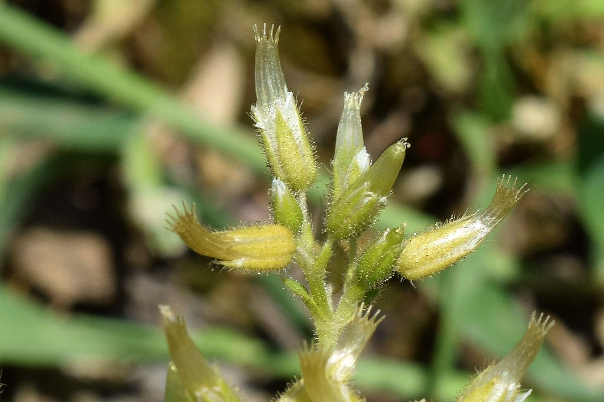 Изображение особи Cerastium glomeratum.
