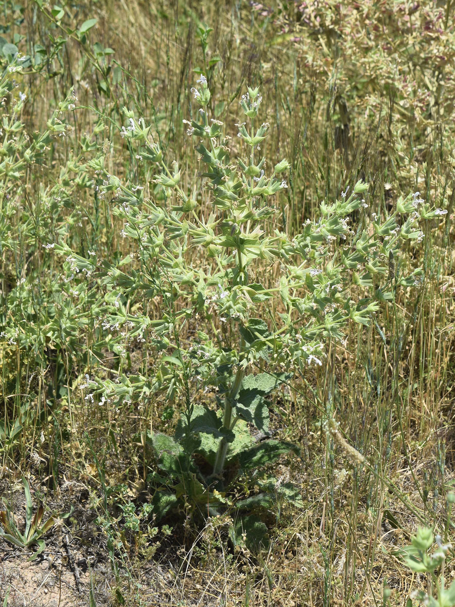Изображение особи Salvia macrosiphon.