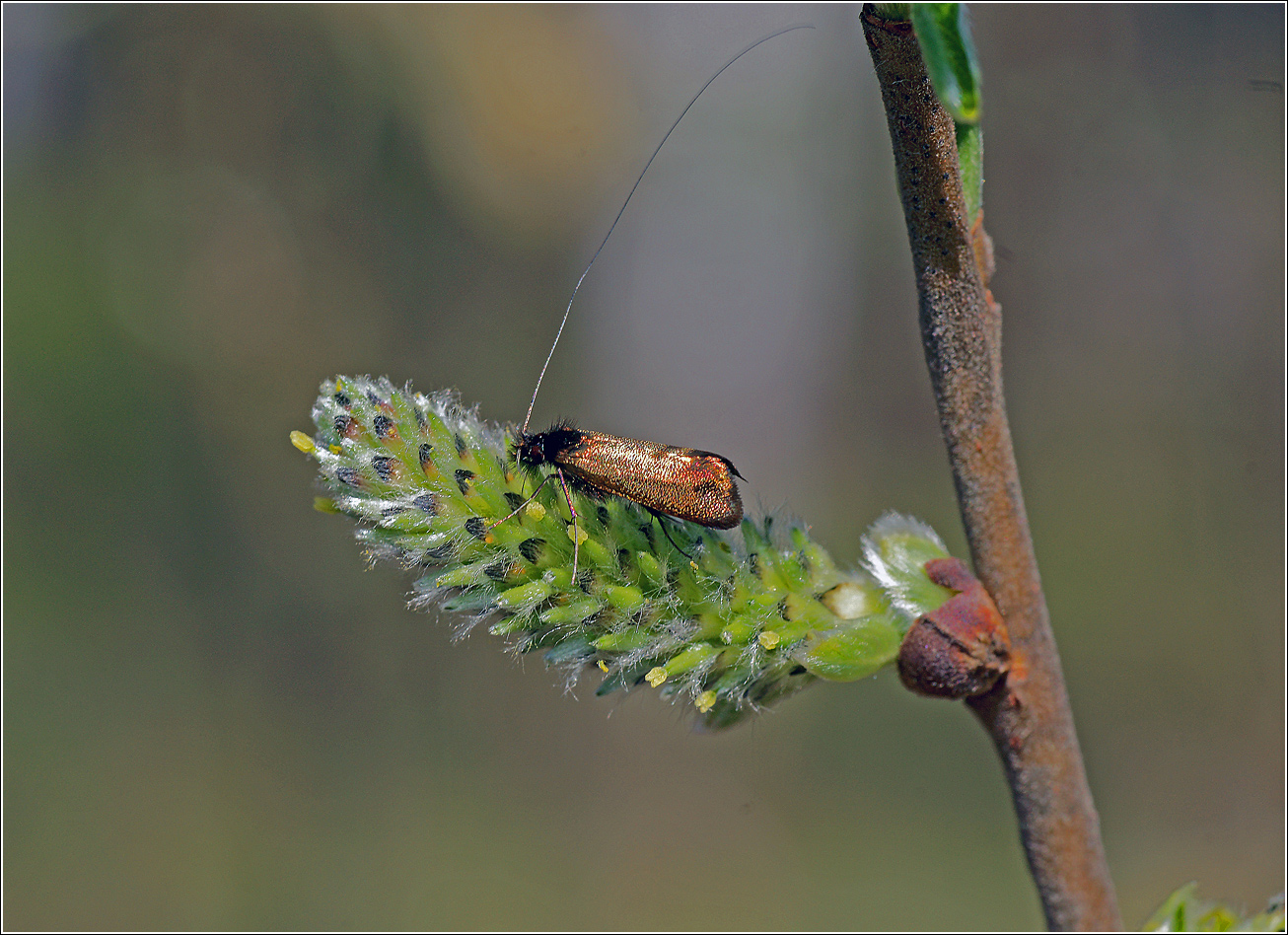 Image of Salix caprea specimen.