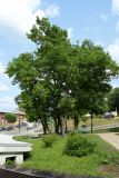 View full-size image Robinia pseudoacacia