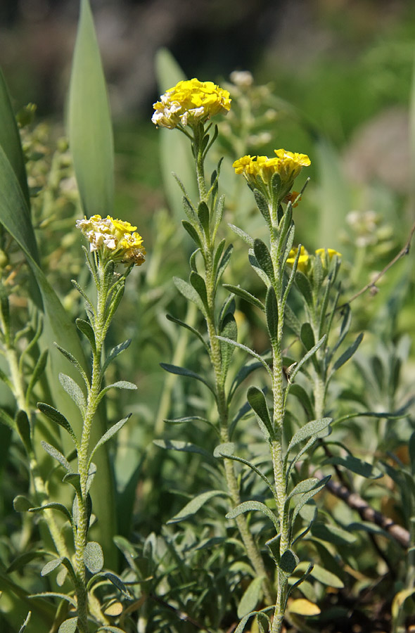 Image of Alyssum lenense specimen.