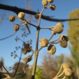 Paulownia tomentosa. Часть соцветия с бутонами перед зимовкой. Крым, Симферополь, ботсад университета. 1 ноября 2010 г.