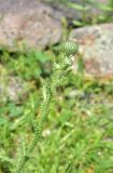 View full-size image genus Carduus