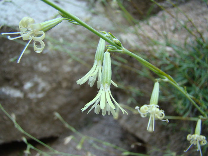 Изображение особи Silene sussamyrica.