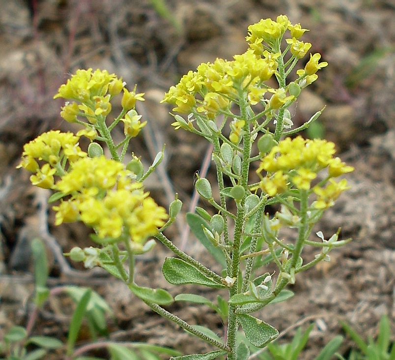 Image of Odontarrhena tortuosa specimen.