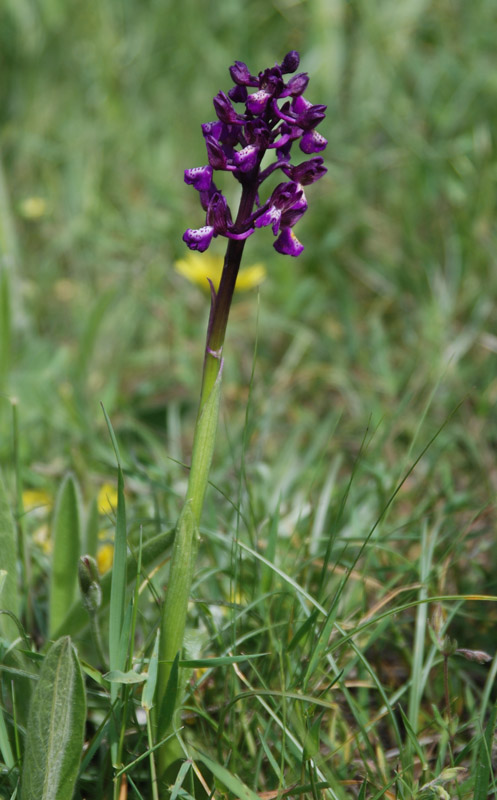 Image of Anacamptis morio ssp. caucasica specimen.