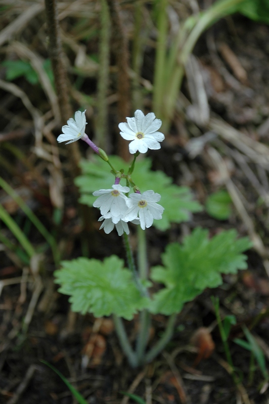 Image of Primula kaufmanniana specimen.