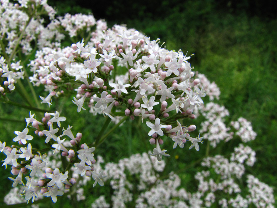 Изображение особи род Valeriana.