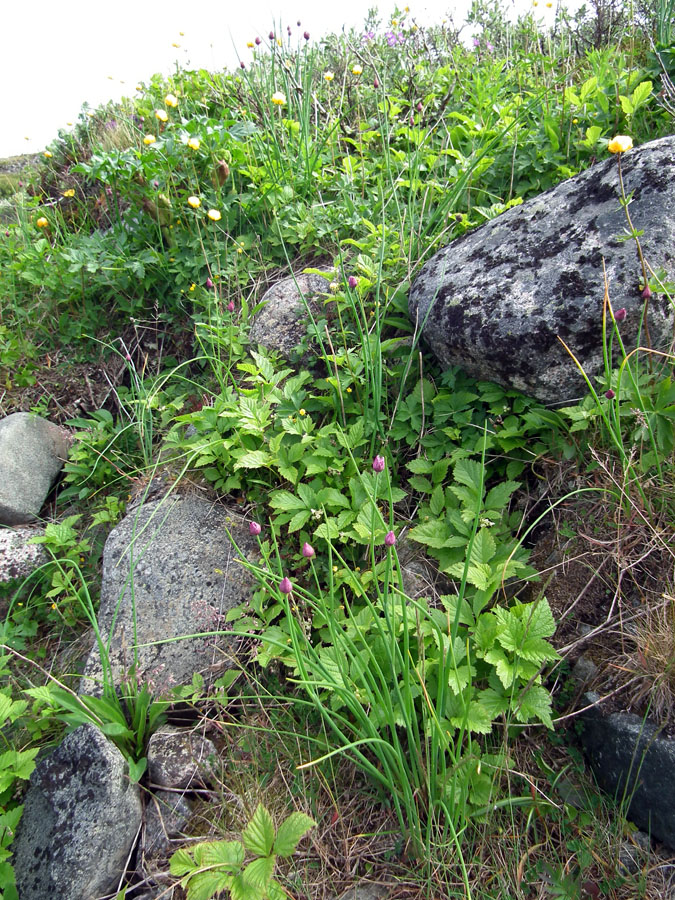 Image of Rubus saxatilis specimen.