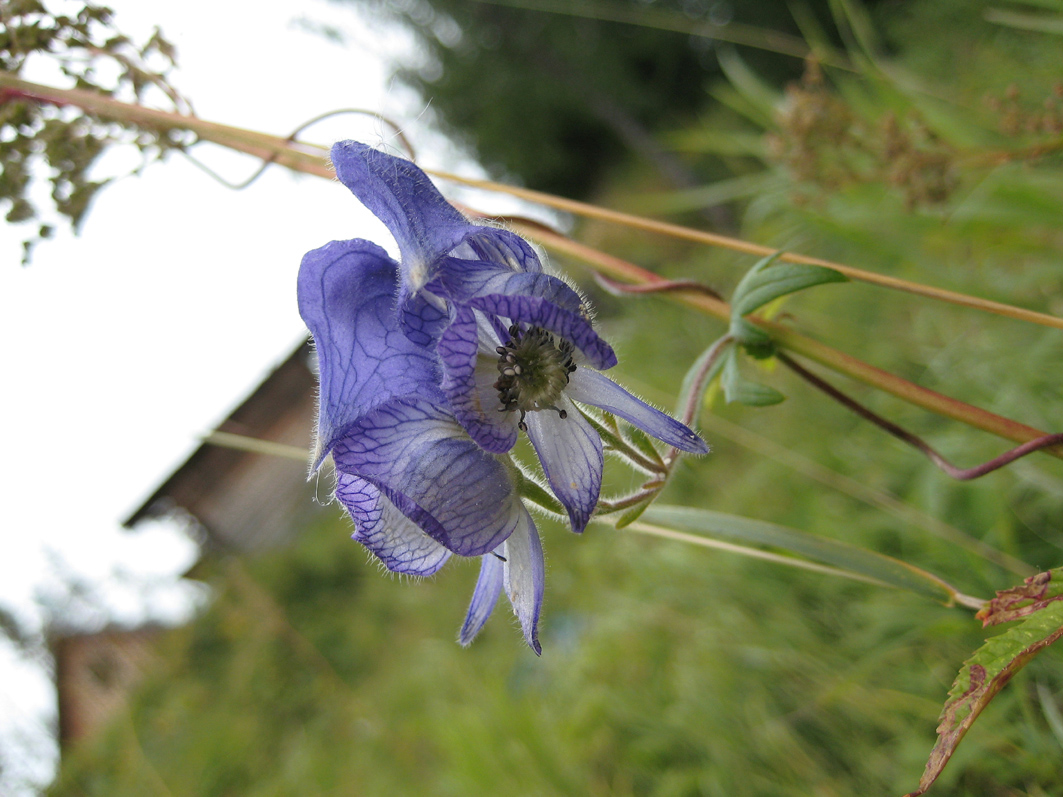 Image of Aconitum volubile specimen.