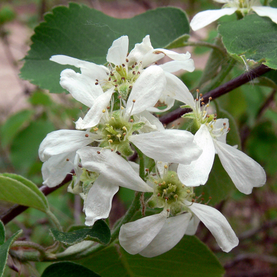 Image of Amelanchier alnifolia specimen.