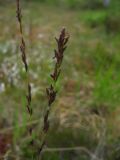 Arctagrostis latifolia