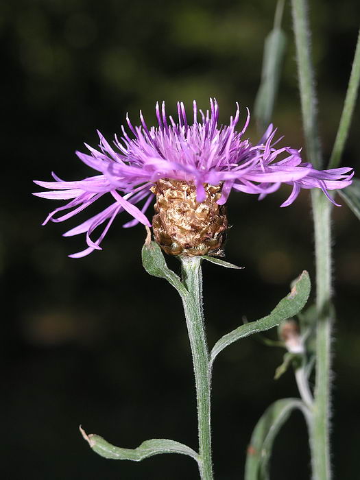 Изображение особи Centaurea jacea.