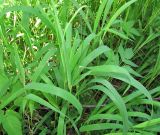 Brachypodium pinnatum. Растения в нижней части. Архангельская обл., Вельский р-н, опушка леса. 19.07.2011.