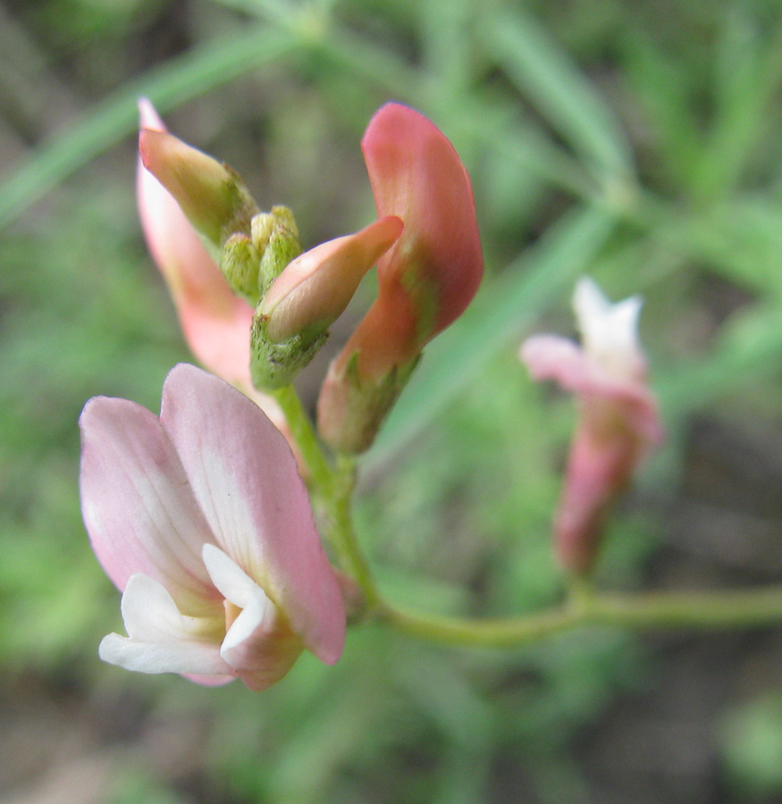 Image of Astragalus miniatus specimen.