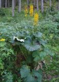 Ligularia fischeri