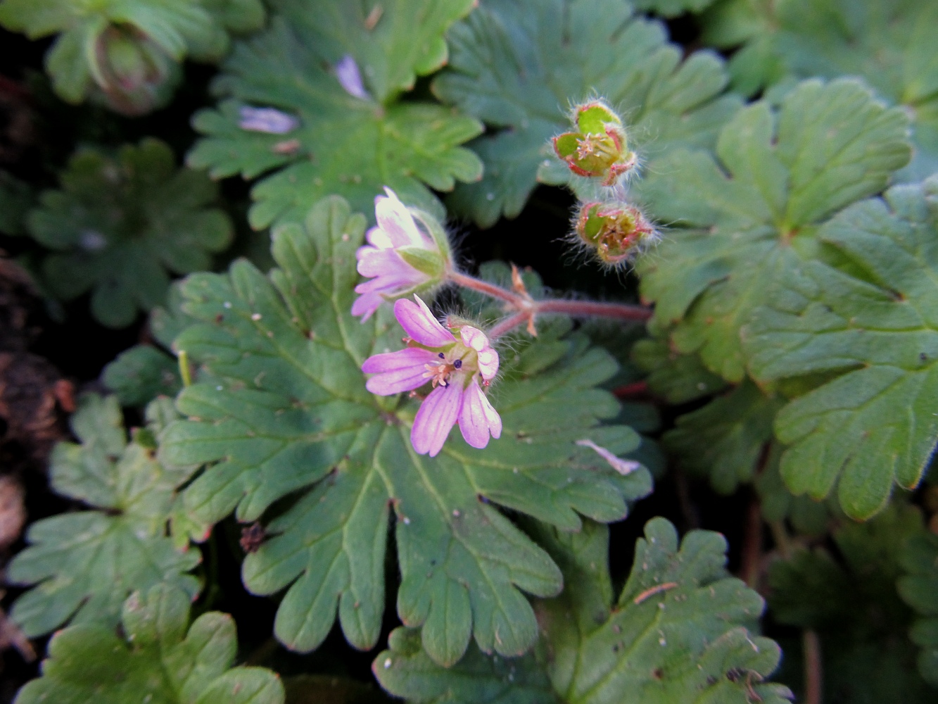 Image of Geranium molle specimen.