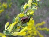 Chamaecytisus ruthenicus