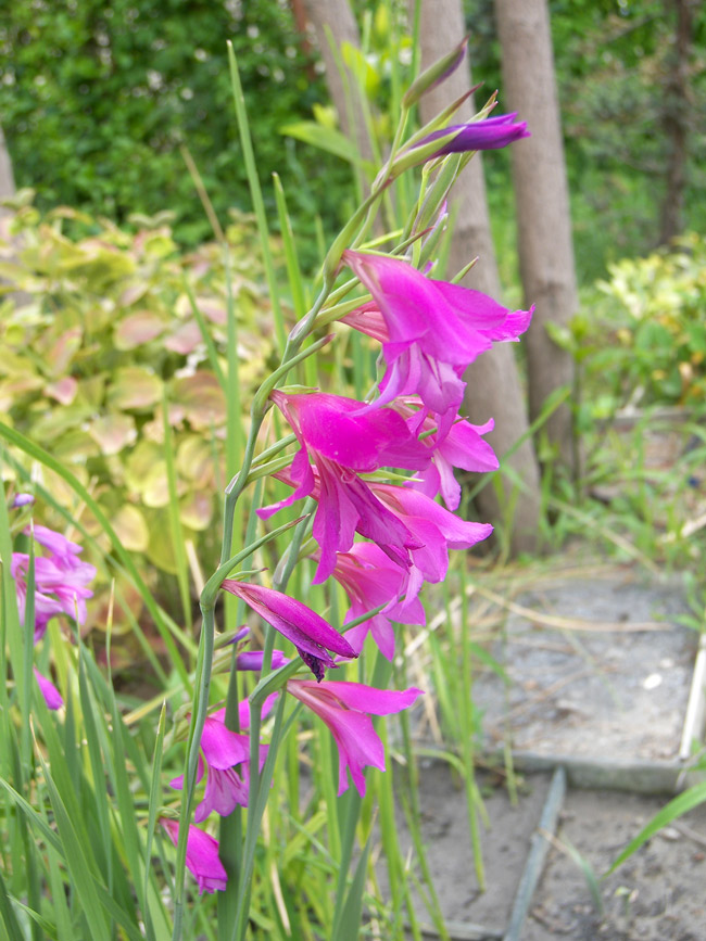 Image of Gladiolus communis specimen.