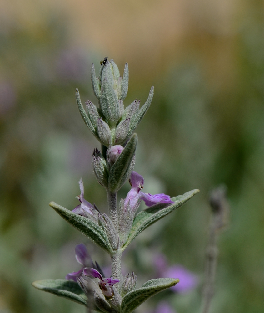 Изображение особи Stachys aegyptiaca.