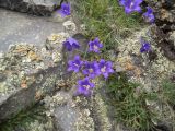 Campanula saxifraga. Цветущие растения. Кабардино-Балкария, верховья р. Малка, урочище Джилы-Су, 2400 м н.у.м. 16.06.2012.