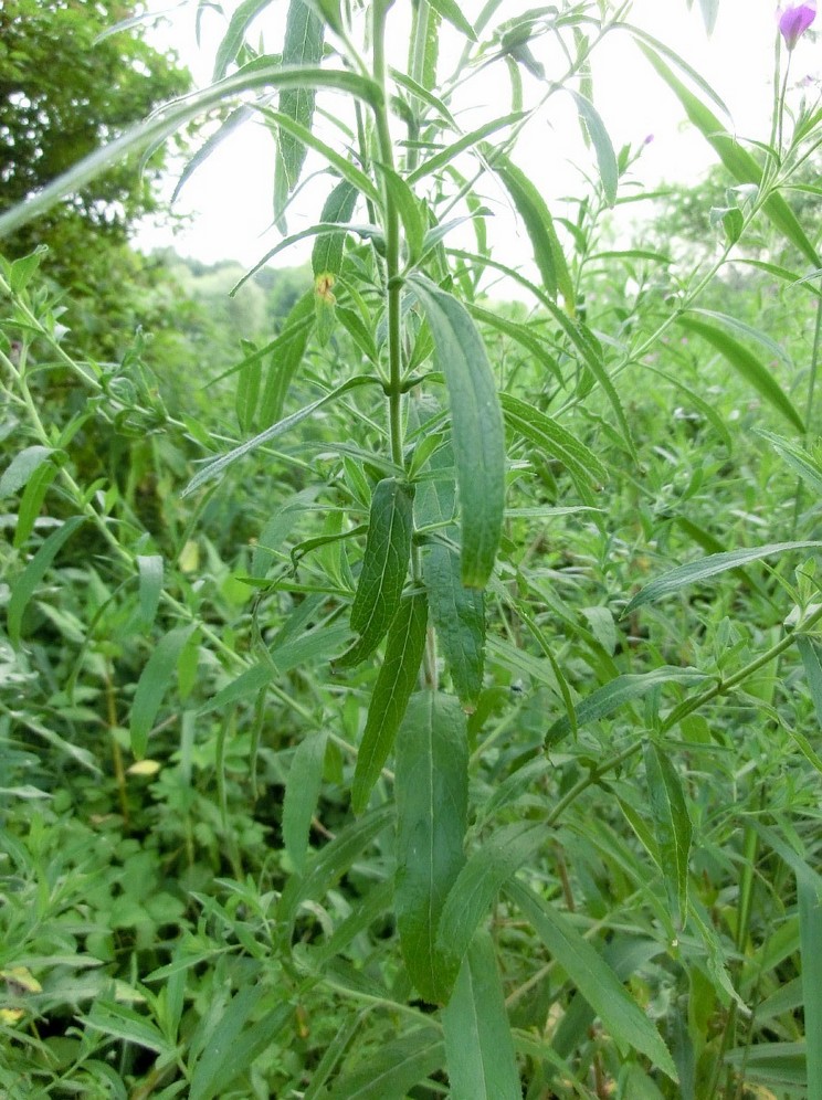 Image of Epilobium villosum specimen.