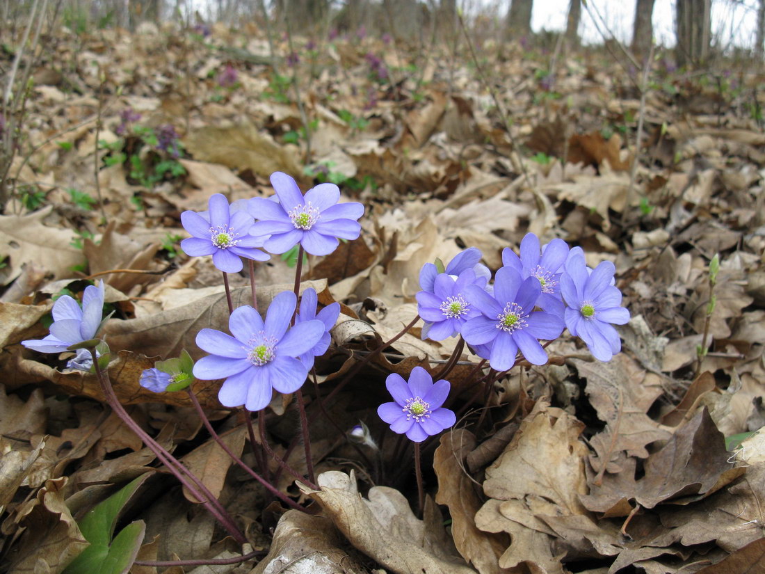 Image of Hepatica nobilis specimen.