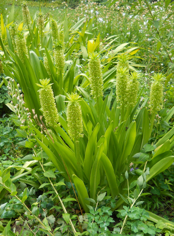 Image of Eucomis autumnalis specimen.