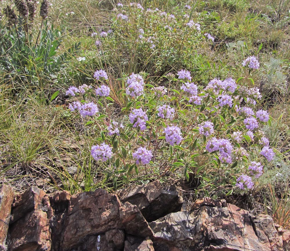 Изображение особи Ziziphora clinopodioides.