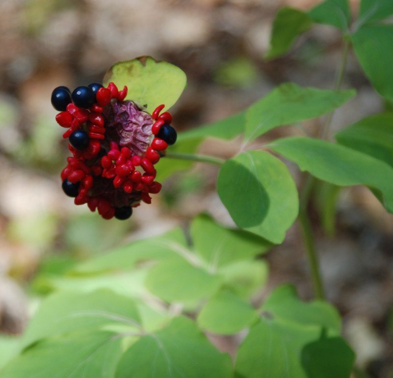 Image of Paeonia daurica specimen.