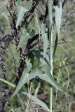 Cynanchum sibiricum. Листья. Южный Казахстан, правобережье Сыр-Дарьи выше устья Арыси. 28.05.2012.