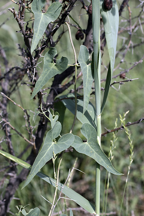 Image of Cynanchum sibiricum specimen.