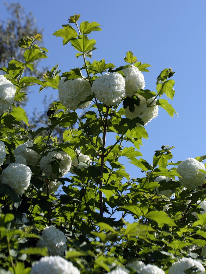 Изображение особи Viburnum opulus f. roseum.