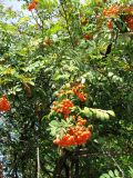 Sorbus aucuparia. Средняя часть кроны с соплодиями. Венгрия, Хевеш, г. Эгер, площадь Иштвана Добо. 11.09.2012.