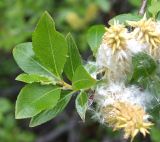 genus Salix. Побег с соплодиями. Мурманская обл., Мончегорский городской округ, 3 км Ю-З с. Имандра, берег оз. Имандра. 05.07.2010.