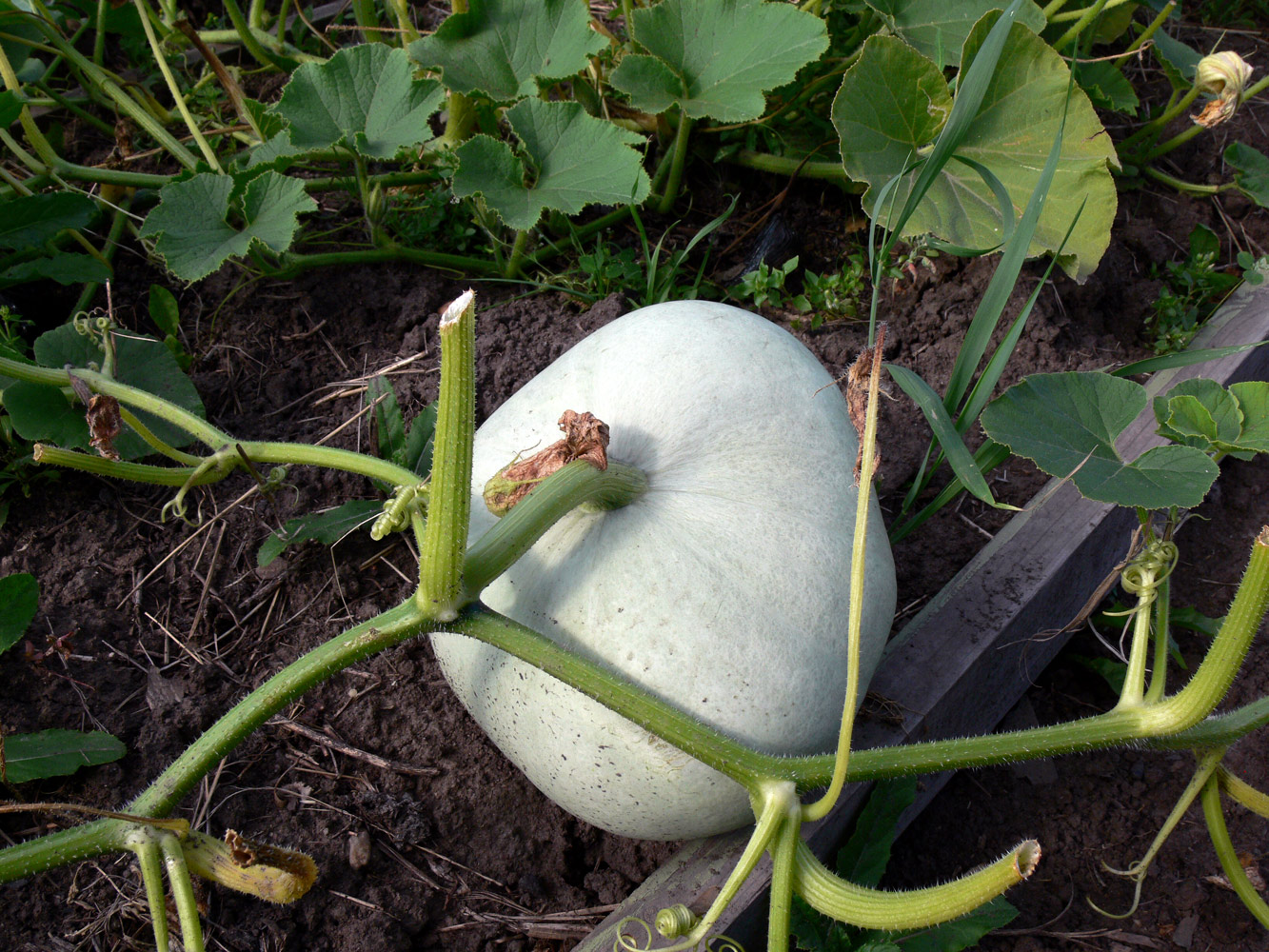 Image of Cucurbita maxima specimen.