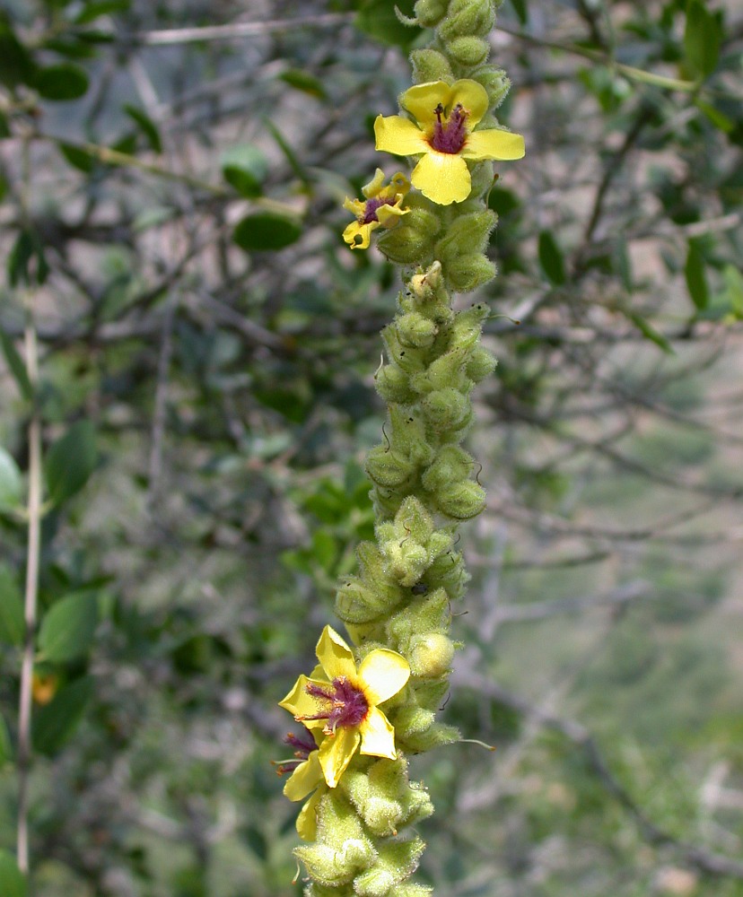 Image of Verbascum caesareum specimen.