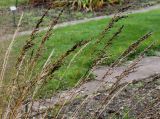 Molinia caerulea. Соплодия. Германия, г. Krefeld, ботанический сад. 21.10.2012.