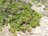 Juniperus phoenicea. Взрослое растение на приморском пляже. Греция, о. Родос, южная оконечность острова, пляж Prasonisi. 9 мая 2011 г.