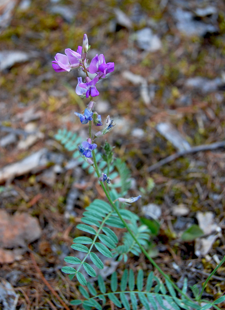 Image of Oxytropis teres specimen.