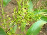 Смотреть изображение Rhamnus ussuriensis